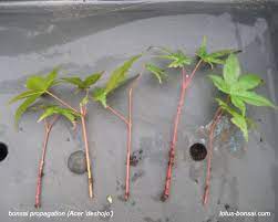 Maples Propagation By Cuttings Japanese Maple Tree Landscape Japanese Maple Tree Japanese Maple Tree Care