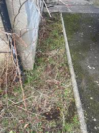 Gilvear's Gardening ने नई फ़ोटो जोड़ी.