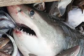 Carcharodon carcharias atau hitu putih besar hidup di perairan pantai di semua lautan dengan suhu air berkisar antara 12 dan 24 ° c. Nelayan As Tak Sengaja Tangkap Hiu Putih Besar