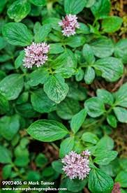 Image result for Valerianaceae