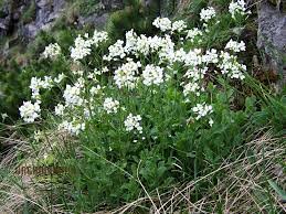 Image result for Arabis alpina
