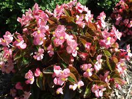 The #hydrangeas are finishing up for the season and my #bagonias are having one last #huzzah. Begonia Home Garden Information Center