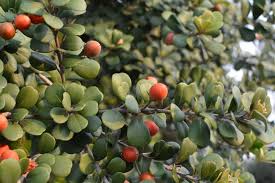 Image result for Mimusops