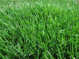 The best time to seed zoysia grass needs to have a warm temperature. Emerald Zoysia Zoysia Emerald Grass Seeds 1 8 Lb Garden Outdoor Amazon Com