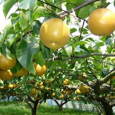 Still there are years when frost does occur while they are in bloom. Plant Palette Asian Pear Trees Produce Plenty Of Fruit Columnists Herald Review Com
