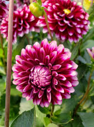 Sunnypoint landscape llc ⭐ , united states, egg harbor, 6951 state highway 42: Dalina Grande Cancun Is A Dahlia Hybrid And Is A Gorgeous Bloom During The Spring To Summer Flowering Season Who Enjoyed These Beauties I Bloom Dahlia Flowers