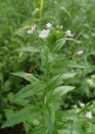 Image result for Eriosema parviflorum