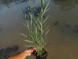 Image result for Phragmites australis