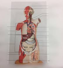 Find on girodmedical website a complete range of anatomy model / section. Quiz 1 Human Torso Model Diagram Quizlet