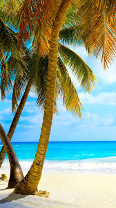 Maybe you would like to learn more about one of these? Palm Trees Beach Wallpapers Group 84