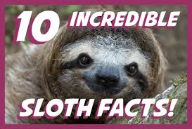 Once you have written it, if the code is correct, you will receive your reward in a short time. The Sloth Conservation Foundation