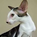 Oriental Bicolour - Oriental Cat Association