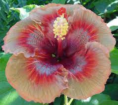 Hybrid Tropical Hibiscus Flower Seeds China Rose Hibiscus Rosa Sinensis Very Rare Tropical Flowering Plant Seeds Hibiscus Rosa Sinensis Flower Seeds Hibiscus