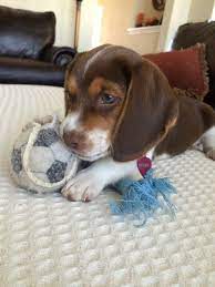 Rachel pagano • 78 pins. 38 Best Beagle Colors Ideas Beagle Beagle Colors Beagle Puppy