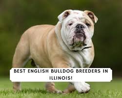 We are a home based business and are available the majority of the time by phone or email. 4 Best English Bulldog Breeders In Illinois 2021 We Love Doodles