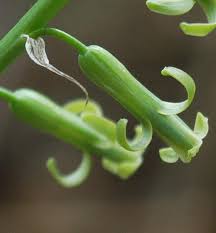 Image result for Dipcadi marlothii