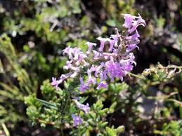 Image result for Cyphia