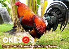 Lihat ide lainnya tentang gambar, gambar lucu, lucu. Ayam Filipina Filipina Good Evening Wallpaper Ciri