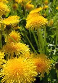 Image result for Tricliceras longepedunculatum