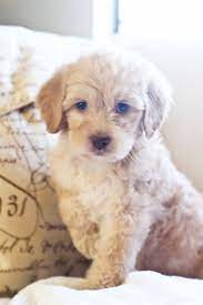 Dreamer Cream Australian Labradoodle Puppy Available For Adoption Www Australianlabradoodlelove Labradoodle Puppy Labradoodle Australian Labradoodle Puppies