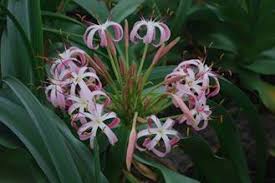 Image result for Crinum rautanenianum
