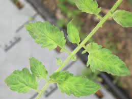 Image result for tomato seedling pseudomonas syringae pv tomato symptoms