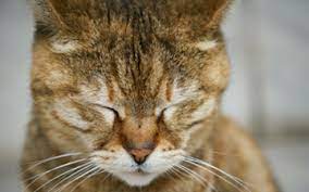 pin on eye discharge in kittens or cats which is green or