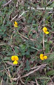 Image result for Smithia