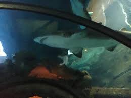 Shark Reef Aquarium Las Vegas 2019 All You Need To Know