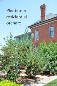 Ideas For Planting An Apple Peach And Pear Orchard In A Home Garden Orchard Garden Fruit Trees Backyard Trees For Front Yard