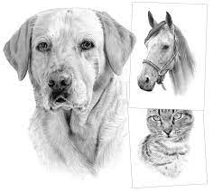 20 different animal drawing ideas lioness and lion with heads over each other. Pet Portraits Pencil Drawings And Signed Artwork Prints By Artist Gary Tymon