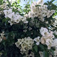 Check spelling or type a new query. Bougainvillea White Cascade Bougainvillea White Cascade Uploaded By Carrideo