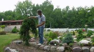 Bright gold chamacyparis is the most conifers can be planted into early november, with special attention given to winter watering and a preventive application of wilt pruf to reduce winter. Landscaping With Conifers Rose Hill Gardens Video Series Episode Three Youtube