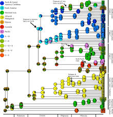 Image result for Zanthoxylum holtzianum