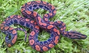 2014 baby brazilian rainbows out and ready to go! Brazilian Rainbow Boa 101 Care Habitat Diet For Beginners