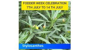 Image result for Stylosanthes guianensis