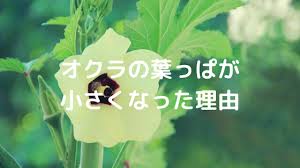 家庭菜園 オクラの葉っぱが細くなったり小さくなった理由と対策 いつもお外はぽっかぽか