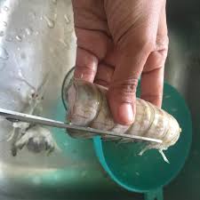 Al maklum hari tu beli udang besar setengah kilo boleh buat dua kali masak. Resepi Udang Lipan Atau Mantis Shrimp Daily Makan