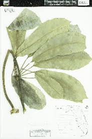 Image result for Astropanax myrianthus