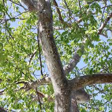 Image result for Swietenia