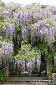 Wisteria 2 Planting Flowers Beautiful Gardens Wisteria