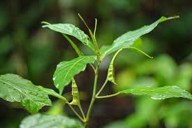 Image result for Dorstenia psilurus