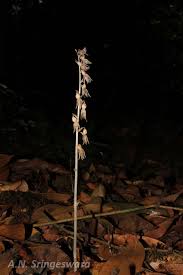 Image result for Epipogium roseum