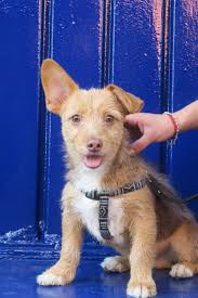 KPOP ARTISTS WITH THE MOST MONTHLY LISTENERS ON SPOTIFY CURRENTLY: 1. ROSÉ 