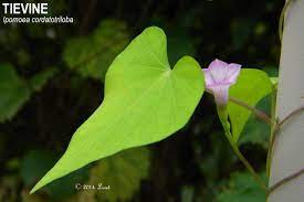 Tievine Ipomoea Cordatotriloba Florida Native Plants Pink And Purple Flowers Purple Flowers