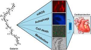 Academia.edu is a platform for academics to share research papers. Galanin Promotes Autophagy And Alleviates Apoptosis In The Hypertrophied Heart Through Foxo1 Pathway Sciencedirect