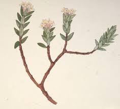 Image result for Thymelaeaceae