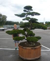 Pin By Nic Digori On Bonsai In 2020 Bonsai Tree Plants Garden