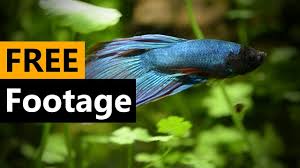 Siamese Fighting Fish Betta Fish Footage 4 Free Download Full Hd Youtube