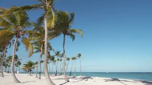 When someone mentions florida, images of blue ocean, white sand, and beautiful palm. Beach Sand Dominican Republic Punta Cana White Sand Beach Palms Video By C Bankerok Stock Footage 280414696